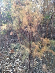 Tamarix ramosissima