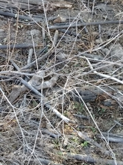 Conium maculatum