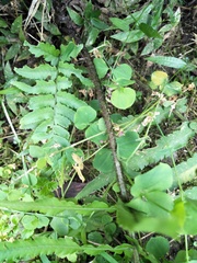 Dryopteris cycadina