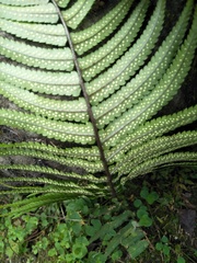 Dryopteris cycadina