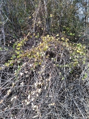 Magnoliopsida