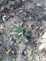 Magnoliopsida