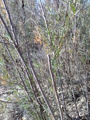 Salix exigua