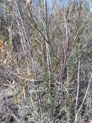 Salix exigua