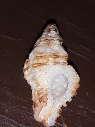 Murexiella lappa, 2023-05-27