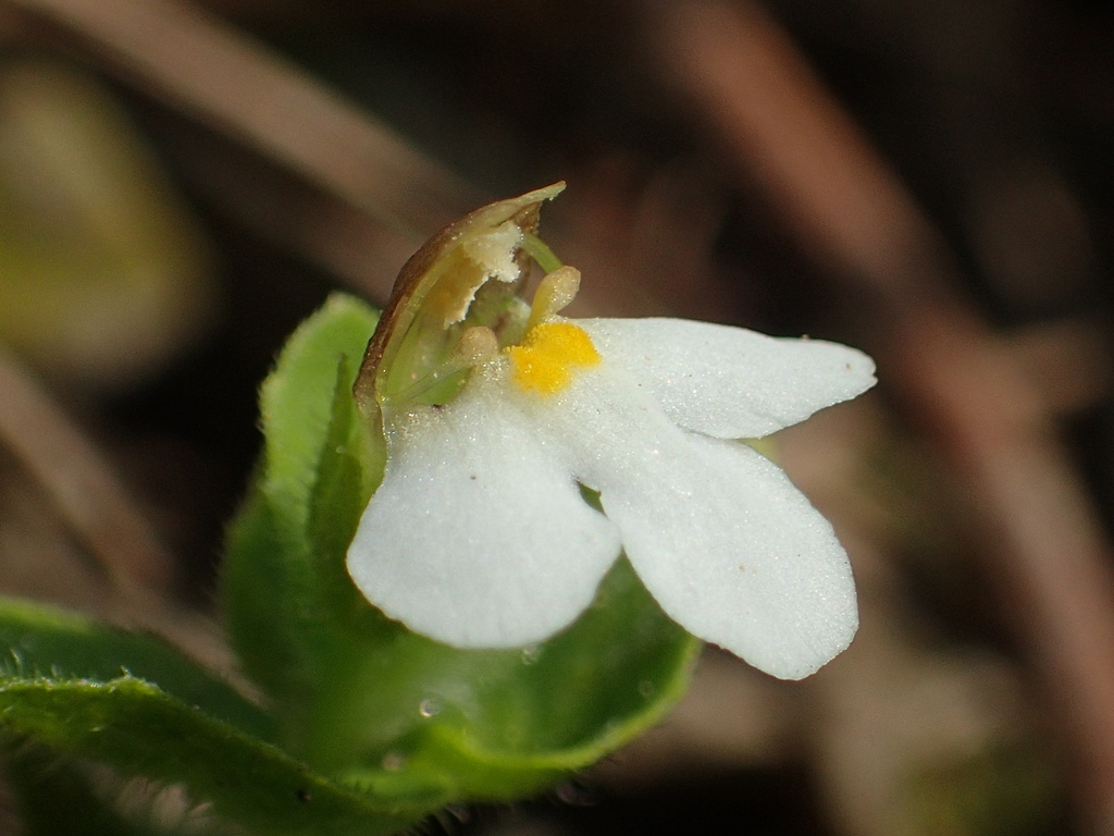 Yamazakia pusilla (Yamazakia pusilla)