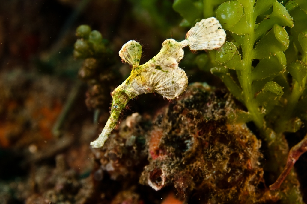 Ghost Pipefishes (Solenostomidae) - Marine Life Identification