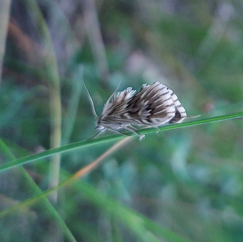 Cynaeda dentalis