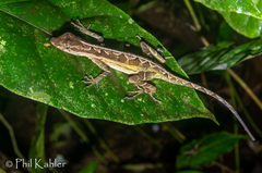 Anolis trachyderma