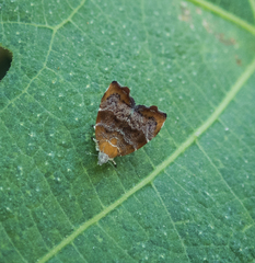 Choreutis nemorana