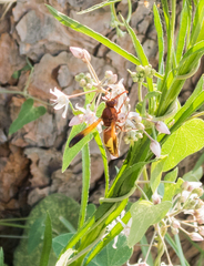 Rhynchium oculatum