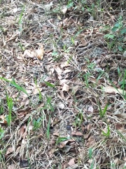 Fowlea flavipunctata