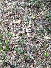 Fowlea flavipunctata