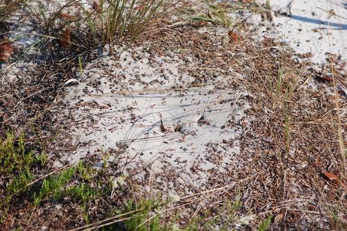 Florida Harvester Ant