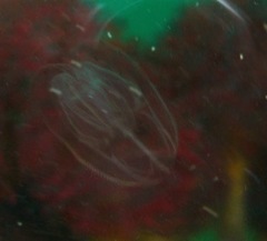 Bolinopsis microptera