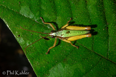 Trybliophorus peruvianus