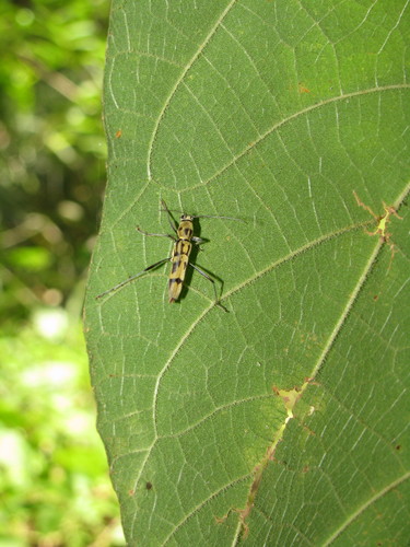 Rhaphuma patkaina