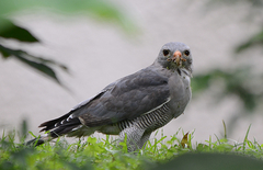 Kaupifalco monogrammicus