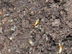 Globitermes sulphureus