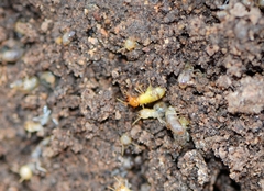 Globitermes sulphureus