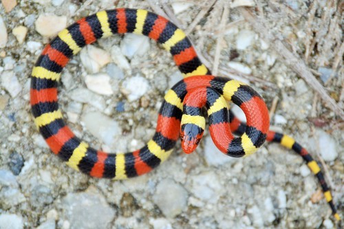 Scarlet Kingsnake