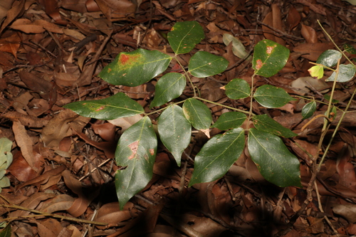 Image of Archidendron lovelliae by (c) Greg Tasney, some rights reserved (CC BY-SA)