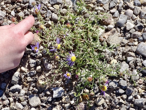 smallflower tansyaster (Machaeranthera parviflora)