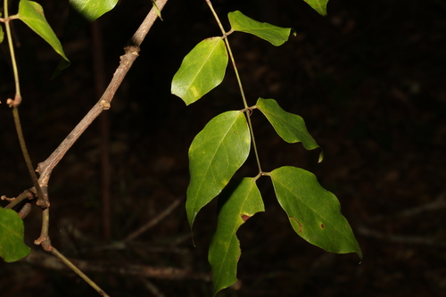 Image of Archidendron lovelliae by (c) Greg Tasney, some rights reserved (CC BY-SA)