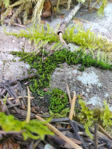 Image of Grimmia trichophylla by (c) Kem Luther, some rights reserved (CC BY-SA)