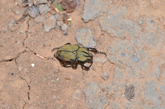 Dicronocephalus bowringi