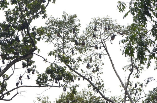 Pteropus lylei