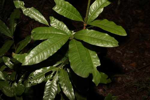 Image of Beilschmiedia obtusifolia by (c) Greg Tasney, some rights reserved (CC BY-SA)