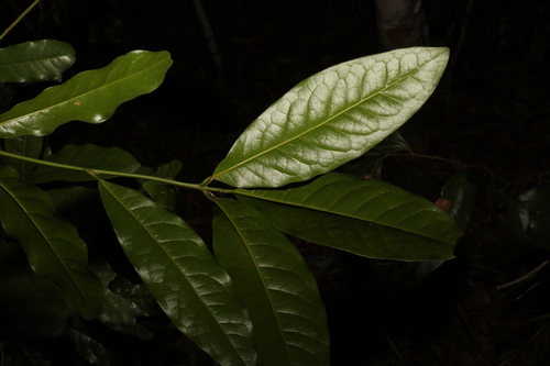 Image of Beilschmiedia obtusifolia by (c) Greg Tasney, some rights reserved (CC BY-SA)