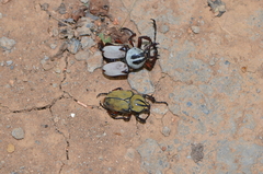 Dicronocephalus bowringi