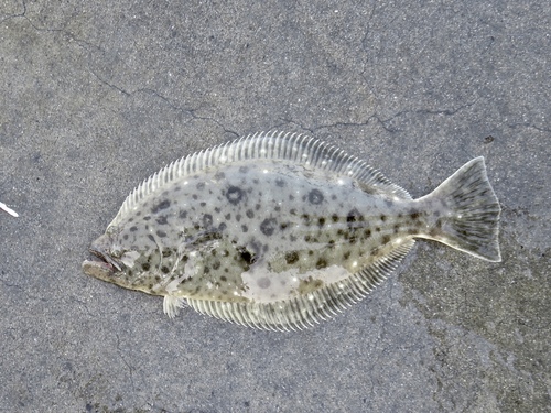 California Halibut
