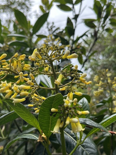 Palicourea sulphurea