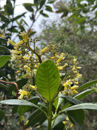 Palicourea sulphurea, photograph 1