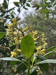 Nicolás Baresch Uribe, CC BY, iNaturalist via GBIF Palicourea sulphurea, photograph Nicolás Baresch Uribe, CC BY, iNaturalist via GBIF