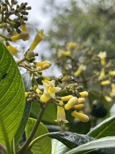 Palicourea sulphurea, photograph 2