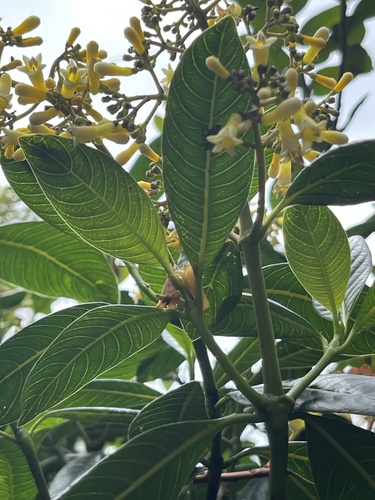 Palicourea sulphurea, photograph 3