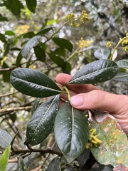 Palicourea sulphurea, photograph Nicolás Baresch Uribe, CC BY, iNaturalist via GBIF