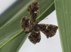 Calydna sturnula