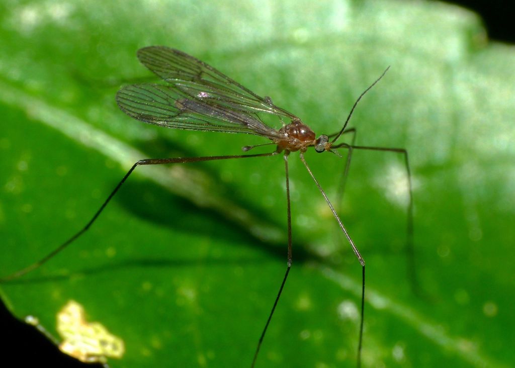 Acantholimnophila