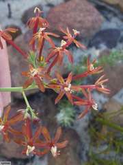 Codonorhiza micrantha