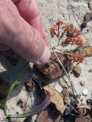 Codonorhiza micrantha