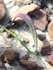 Codonorhiza micrantha