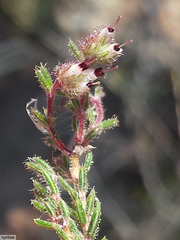 Erica arachnocalyx