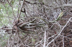 Tillandsia intermedia