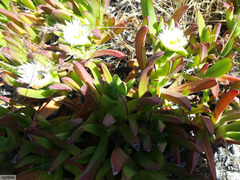 Carpobrotus edulis parviflorus