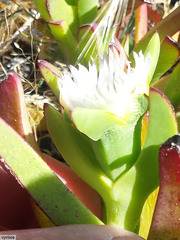 Carpobrotus edulis parviflorus